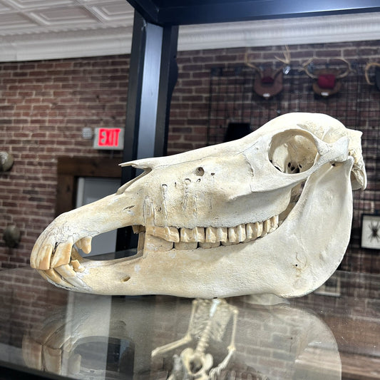 Pony Skull