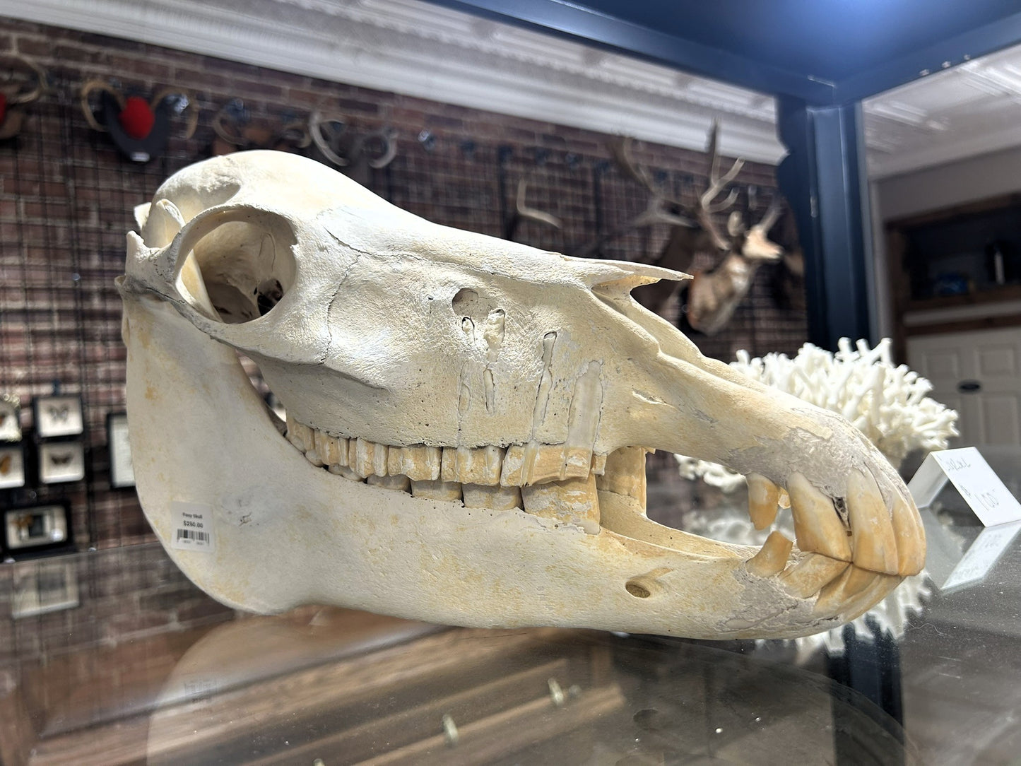 Pony Skull
