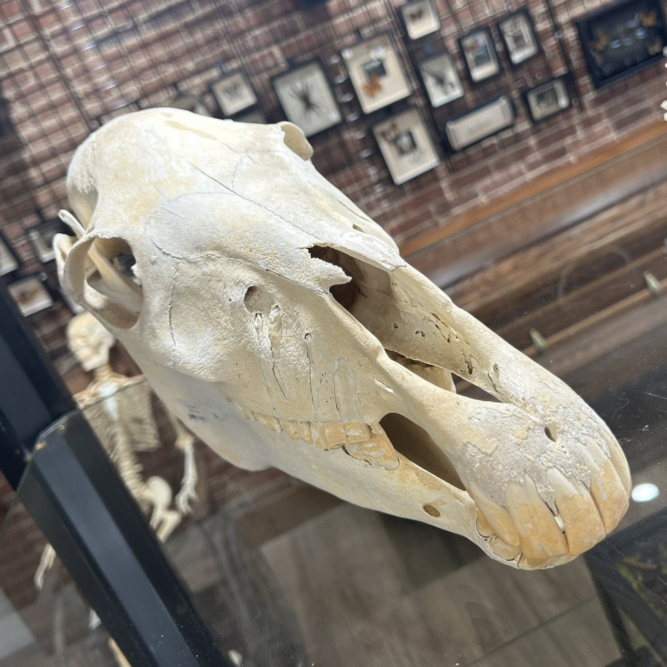 Pony Skull
