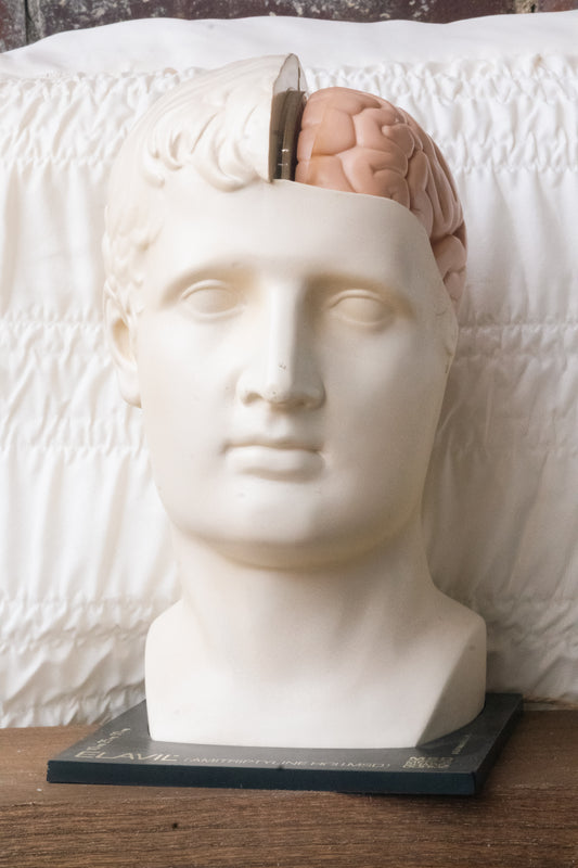 Head & Brain Display