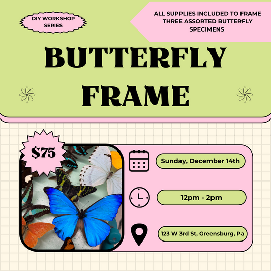 Butterfly Framing Workshop - December