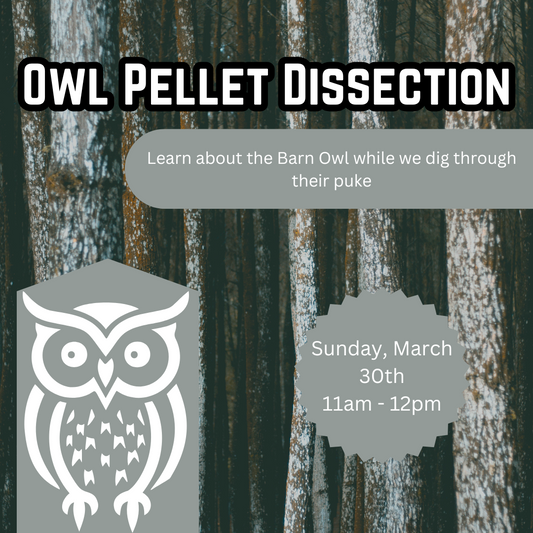 Owl Pellet Dissection Workshop