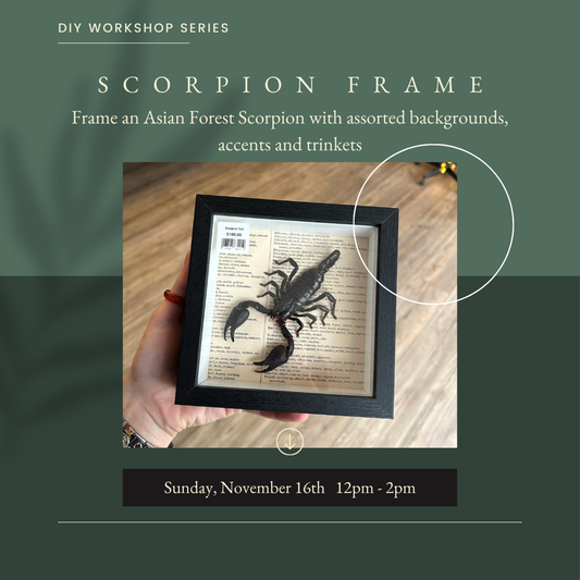 Scorpion Frame Workshop