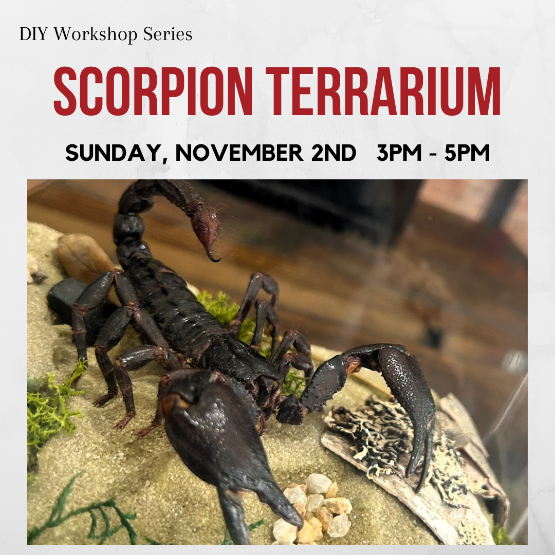 Scorpion Terrarium Workshop