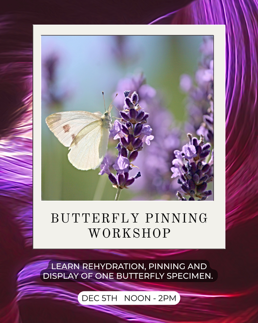 Butterfly Pinning Workshop - In-Store Event